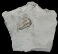 Flexicalymene Trilobite From Ohio #47338-1